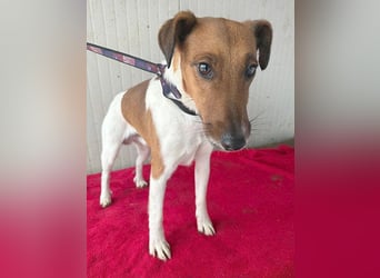 ❤️❤️❤️  liebenswerter Foxi-Bub MILO - 3,5 Jahre, 38cm/8kg - Glatthaar-Foxterrier