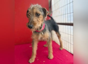 rte Foxi-Hündin INCI (Intschi) - 1,5 Jahre, 40cm/9kg