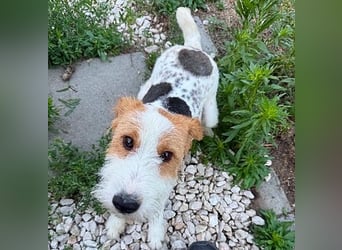 ❤️❤️❤️ bezaubernde kleine LOTTI - 2,5 Jahre, 40cm/10kg - Foxterrier-Mix