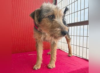 rte Foxi-Hündin INCI (Intschi) - 1,5 Jahre, 40cm/9kg