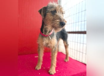 rte Foxi-Hündin INCI (Intschi) - 1,5 Jahre, 40cm/9kg