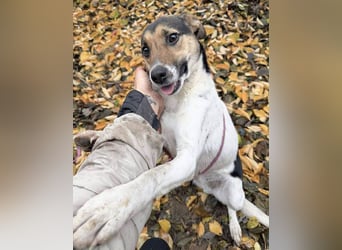 ❤️❤️❤️ bezaubernde kleine SZISZI - 2 Jahre, 38cm/9kg - Glatthaar-Foxterrier