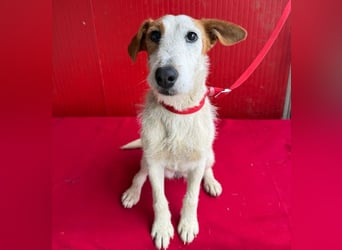 bezaubernde kleine LOTTI - 2,5 Jahre, 40cm/10kg - Foxterrier-Mix
