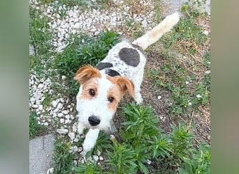 ❤️❤️❤️ bezaubernde kleine LOTTI - 2,5 Jahre, 40cm/10kg - Foxterrier-Mix