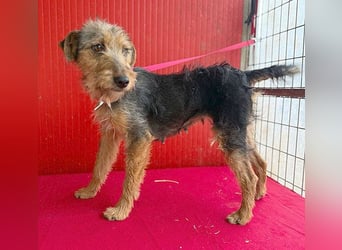 rte Foxi-Hündin INCI (Intschi) - 1,5 Jahre, 40cm/9kg