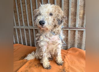 PABLO braucht viel Liebe - 7 Jahre, 40cm - Foxterrier-Mix