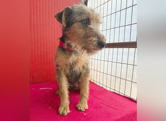 rte Foxi-Hündin INCI (Intschi) - 1,5 Jahre, 40cm/9kg