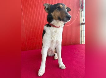 superlieber JOEY - 2,5 Jahre, 35cm - Glatthaar-Foxterrier