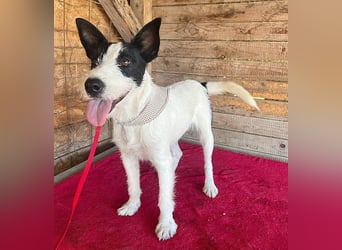 lebenslustiger JERRY - 1,5 Jahre, 40cm/10kg - Foxterrier-Mix