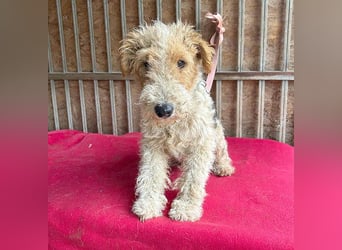 ❤️❤️❤️ Sonnenschein FOLTI - 1,5 Jahre, 39cm/10kg - Foxterrier