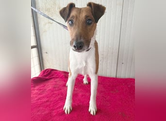 ❤️❤️❤️  liebenswerter Foxi-Bub MILO - 3,5 Jahre, 38cm/8kg - Glatthaar-Foxterrier