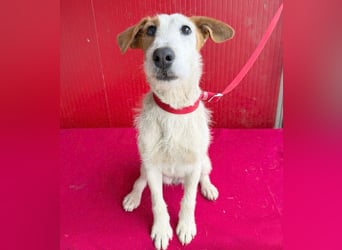 bezaubernde kleine LOTTI - 2,5 Jahre, 40cm/10kg - Foxterrier-Mix