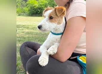 ❤️❤️❤️ bezaubernde kleine LOTTI - 2,5 Jahre, 40cm/10kg - Foxterrier-Mix