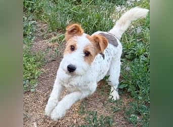❤️❤️❤️ bezaubernde kleine LOTTI - 2,5 Jahre, 40cm/10kg - Foxterrier-Mix