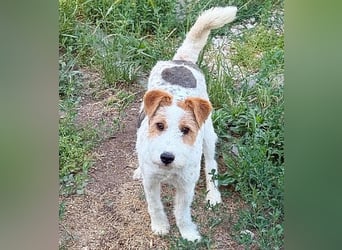 ❤️❤️❤️ bezaubernde kleine LOTTI - 2,5 Jahre, 40cm/10kg - Foxterrier-Mix