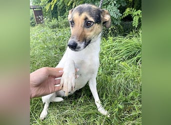 ❤️❤️❤️ bezaubernde kleine SZISZI - 2 Jahre, 38cm/9kg - Glatthaar-Foxterrier