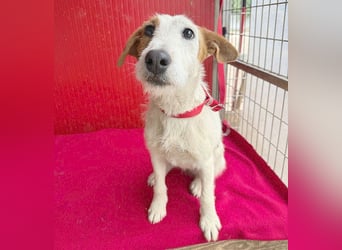 bezaubernde kleine LOTTI - 2,5 Jahre, 40cm/10kg - Foxterrier-Mix