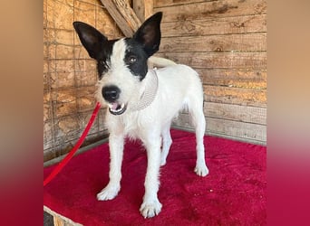 lebenslustiger JERRY - 1,5 Jahre, 40cm/10kg - Foxterrier-Mix