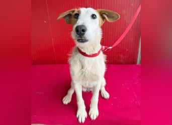 bezaubernde kleine LOTTI - 2,5 Jahre, 40cm/10kg - Foxterrier-Mix