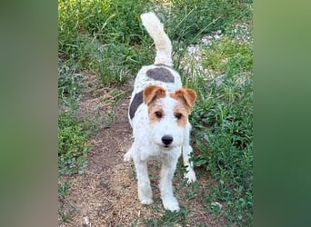 ❤️❤️❤️ bezaubernde kleine LOTTI - 2,5 Jahre, 40cm/10kg - Foxterrier-Mix
