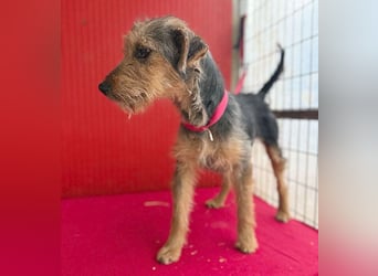 rte Foxi-Hündin INCI (Intschi) - 1,5 Jahre, 40cm/9kg