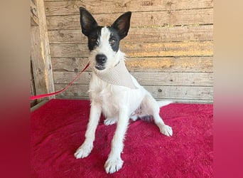lebenslustiger JERRY - 1,5 Jahre, 40cm/10kg - Foxterrier-Mix