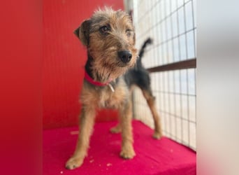 rte Foxi-Hündin INCI (Intschi) - 1,5 Jahre, 40cm/9kg