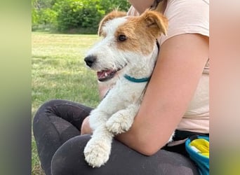 ❤️❤️❤️ bezaubernde kleine LOTTI - 2,5 Jahre, 40cm/10kg - Foxterrier-Mix