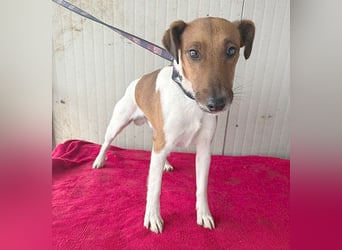 ❤️❤️❤️  liebenswerter Foxi-Bub MILO - 3,5 Jahre, 38cm/8kg - Glatthaar-Foxterrier