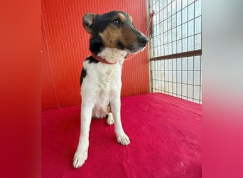 superlieber JOEY - 2,5 Jahre, 35cm - Glatthaar-Foxterrier