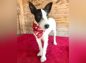 lebenslustiger JERRY - 1,5 Jahre, 40cm/10kg - Foxterrier-Mix