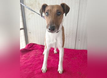 ❤️❤️❤️  liebenswerter Foxi-Bub MILO - 3,5 Jahre, 38cm/8kg - Glatthaar-Foxterrier