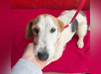 bezaubernde kleine LOTTI - 2,5 Jahre, 40cm/10kg - Foxterrier-Mix