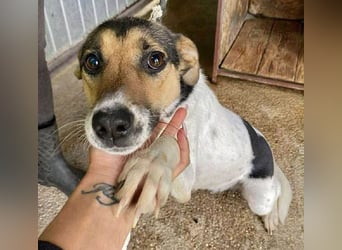 ❤️❤️❤️ bezaubernde kleine SZISZI - 2 Jahre, 38cm/9kg - Glatthaar-Foxterrier