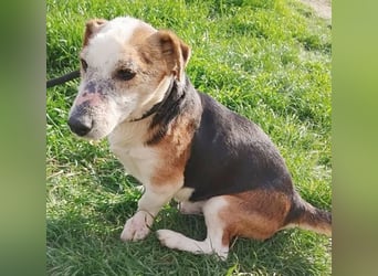 arme Hundeseele FOXI - 10-12 Jahre, 34cm - Foxterrier-Mix