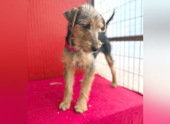 rte Foxi-Hündin INCI (Intschi) - 1,5 Jahre, 40cm/9kg