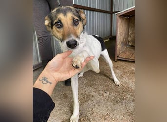 ❤️❤️❤️ bezaubernde kleine SZISZI - 2 Jahre, 38cm/9kg - Glatthaar-Foxterrier