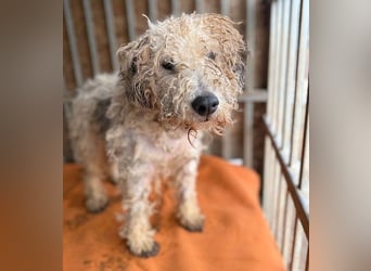 PABLO braucht viel Liebe - 7 Jahre, 40cm - Foxterrier-Mix