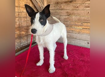 lebenslustiger JERRY - 1,5 Jahre, 40cm/10kg - Foxterrier-Mix