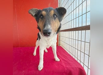 superlieber JOEY - 2,5 Jahre, 35cm - Glatthaar-Foxterrier