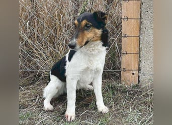 superlieber JOEY - 2,5 Jahre, 35cm - Glatthaar-Foxterrier