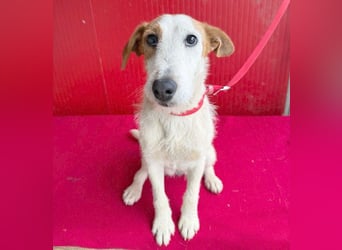 bezaubernde kleine LOTTI - 2,5 Jahre, 40cm/10kg - Foxterrier-Mix