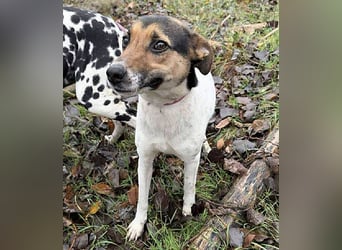 ❤️❤️❤️ bezaubernde kleine SZISZI - 2 Jahre, 38cm/9kg - Glatthaar-Foxterrier