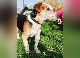arme Hundeseele FOXI - 10-12 Jahre, 34cm - Foxterrier-Mix