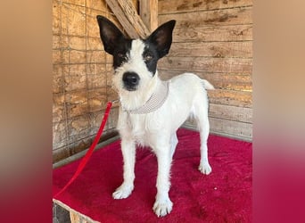lebenslustiger JERRY - 1,5 Jahre, 40cm/10kg - Foxterrier-Mix