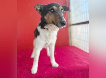 superlieber JOEY - 2,5 Jahre, 35cm - Glatthaar-Foxterrier