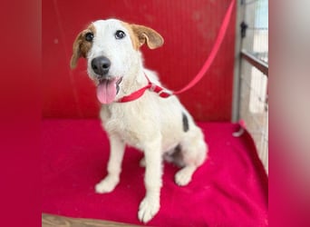 bezaubernde kleine LOTTI - 2,5 Jahre, 40cm/10kg - Foxterrier-Mix