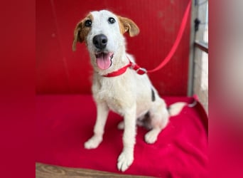 bezaubernde kleine LOTTI - 2,5 Jahre, 40cm/10kg - Foxterrier-Mix