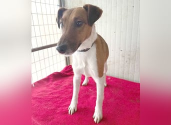 ❤️❤️❤️  liebenswerter Foxi-Bub MILO - 3,5 Jahre, 38cm/8kg - Glatthaar-Foxterrier