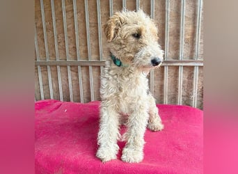 ❤️❤️❤️ Sonnenschein FOLTI - 1,5 Jahre, 39cm/10kg - Foxterrier
